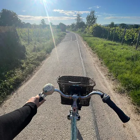 Grosse Direkt An Den Weinbergen