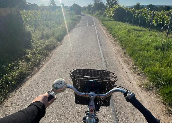 Grosse Direkt An Den Weinbergen